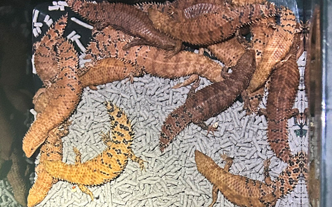 Australische Reptilien wurden von der Polizei beschlagnahmt. - Foto: -/NSW POLICE via AAP/dpa