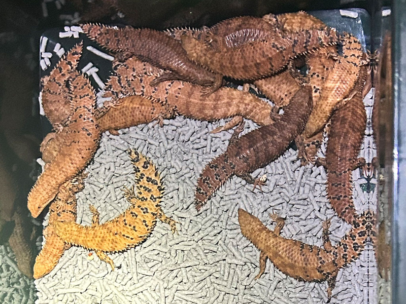 Australische Reptilien wurden von der Polizei beschlagnahmt. - Foto: -/NSW POLICE via AAP/dpa