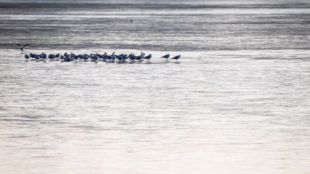 Möwen sitzen auf der dünnen Eisschicht eines Sees. Für Menschen könnte das gefährlich werden. - Foto: Christoph Schmidt/dpa