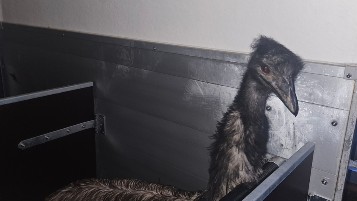 POL-DA: Schaafheim: Wer vermisst seinen Emu? / Freilaufendes Tier durch Straußenfarm in Obhut genommen - Foto: presseportal.de
