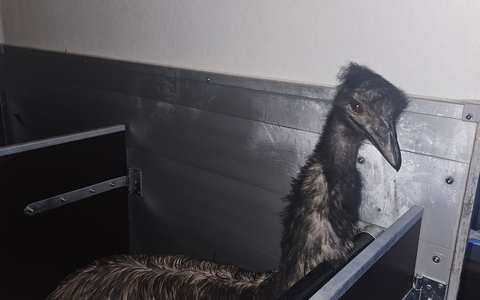 POL-DA: Schaafheim: Wer vermisst seinen Emu? / Freilaufendes Tier durch Straußenfarm in Obhut genommen - Foto: presseportal.de