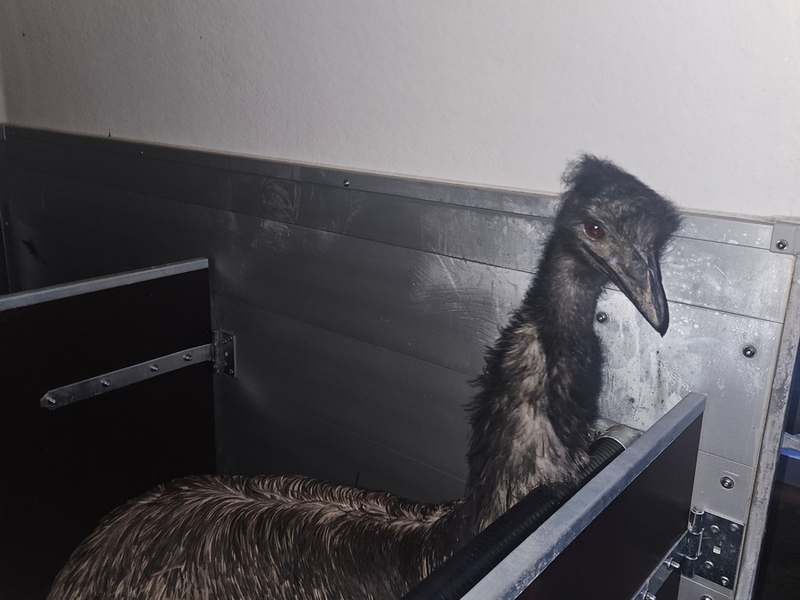 POL-DA: Schaafheim: Wer vermisst seinen Emu? / Freilaufendes Tier durch Straußenfarm in Obhut genommen - Foto: presseportal.de