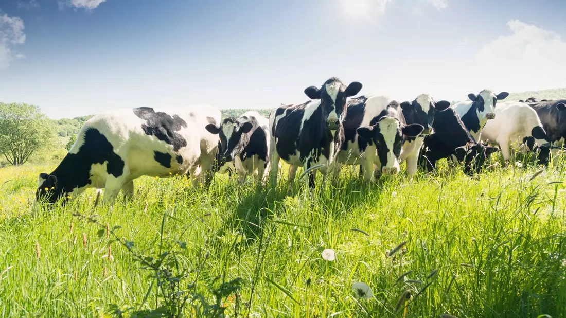 Gemeinsam für die Tiergesundheit - Bild: presseportal.de