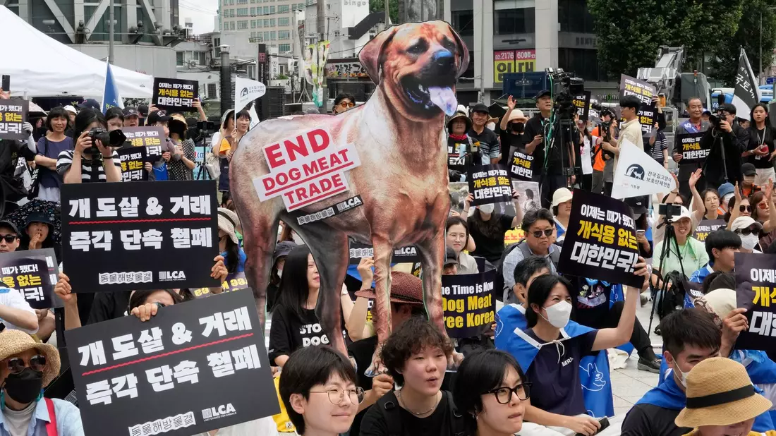 Tierschützer veranstalten eine Kundgebung gegen die traditionelle Kultur des Verzehrs von Hundefleisch in Südkorea. - Bild: Ahn Young-joon/AP