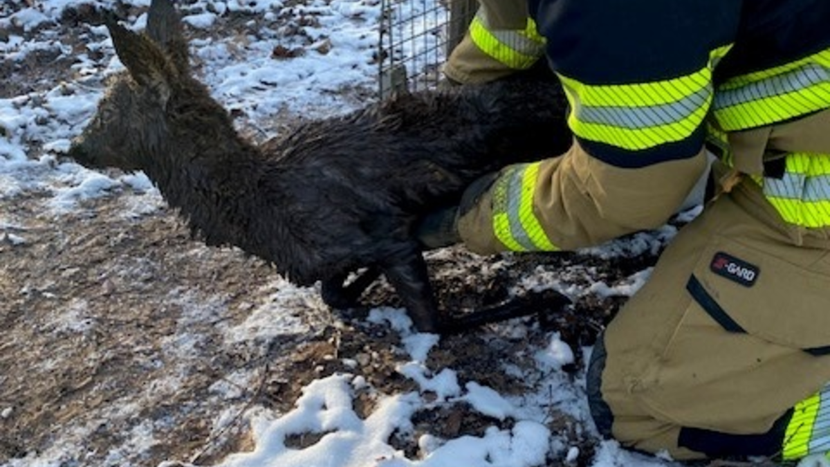 FW Stuttgart: Feuerwehr rettet Reh aus Wassergrube - Foto: presseportal.de