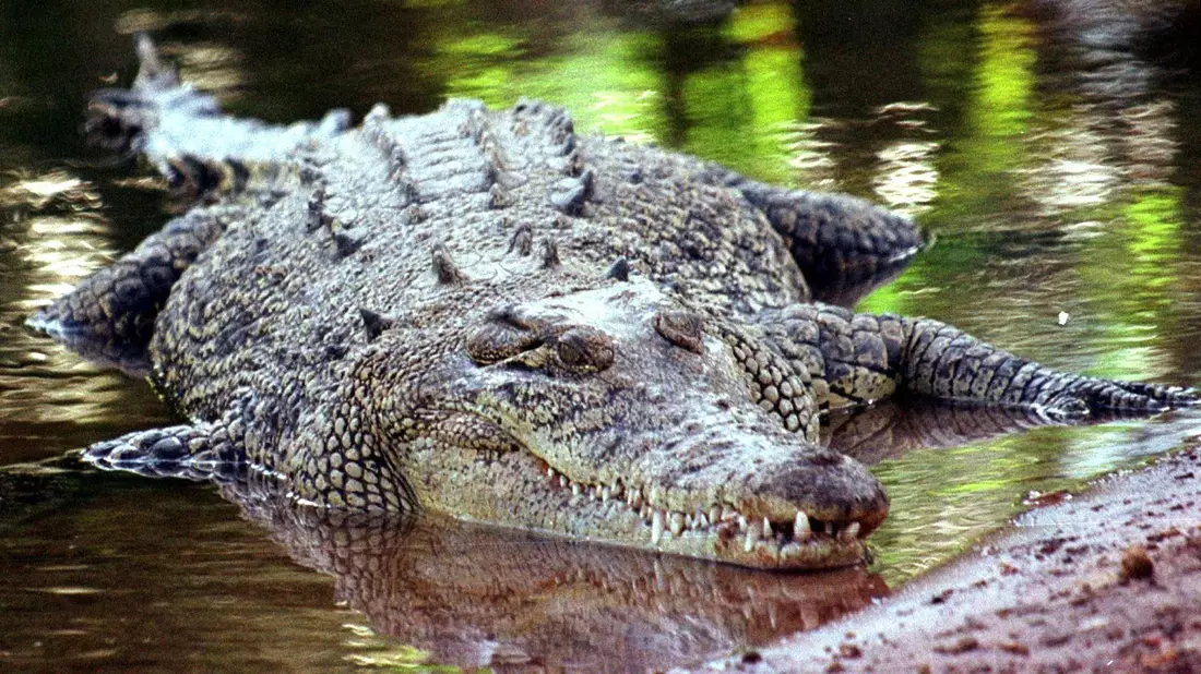 Krokodile sind keine Romantiker? Eine Studie der australischen University of the Sunshine Coast, die sich mit den Ausdrucksweisen und der «Sprache der Liebe» der Reptilien befasst, räumt mit Vorurteilen auf. - Bild: epa/dpa