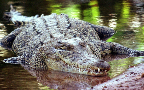 Krokodile sind keine Romantiker? Eine Studie der australischen University of the Sunshine Coast, die sich mit den Ausdrucksweisen und der «Sprache der Liebe» der Reptilien befasst, räumt mit Vorurteilen auf. - Foto: epa/dpa Krokodile sind keine Romantiker? Eine Studie der australischen University of the Sunshine Coast, die sich mit den Ausdrucksweisen und der «Sprache der Liebe» der Reptilien befasst, räumt mit Vorurteilen auf. - Foto: epa/dpa