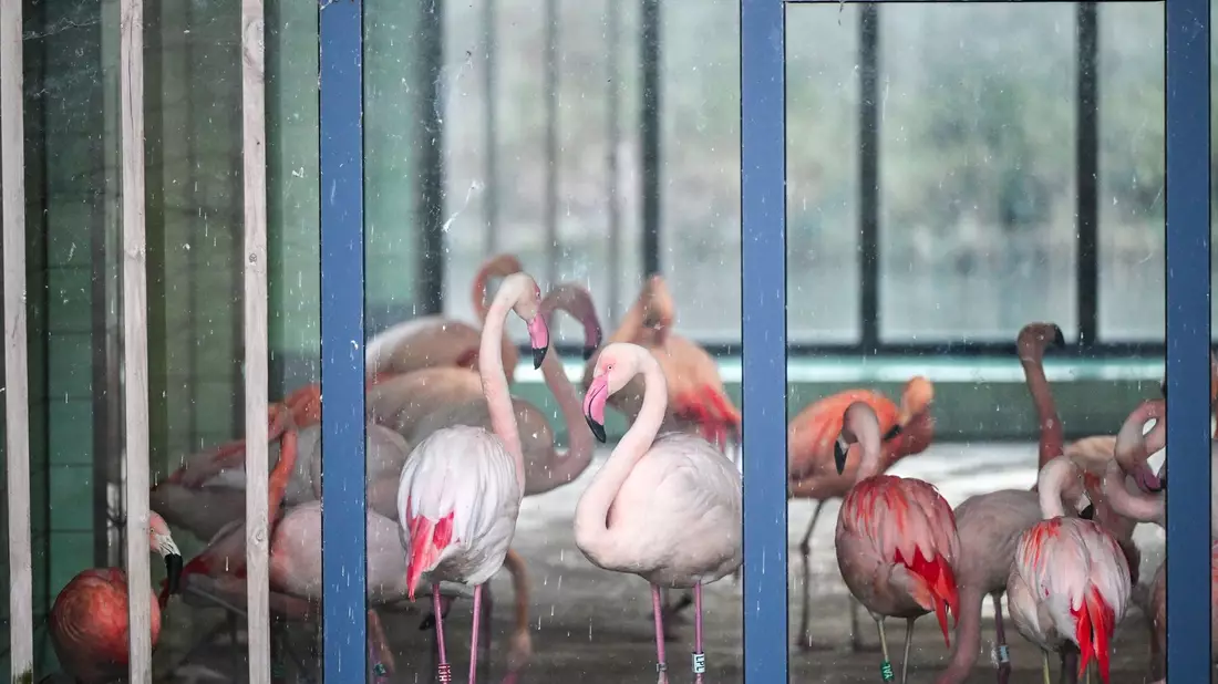 Die Flamingos im Zoo Berlin sind während der aktuellen Minusgrade in einem Stall untergebracht. Mit ihren grazilen Beinen könnten sich die Tiere an scharfkantigem Eis Verletzungen zuziehen oder ausrutschen. - Bild: Jens Kalaene/dpa