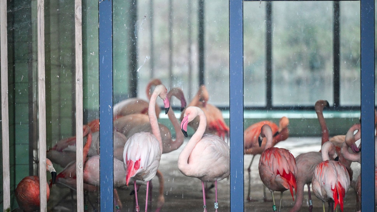 Die Flamingos im Zoo Berlin sind während der aktuellen Minusgrade in einem Stall untergebracht. Mit ihren grazilen Beinen könnten sich die Tiere an scharfkantigem Eis Verletzungen zuziehen oder ausrutschen. - Foto: Jens Kalaene/dpa