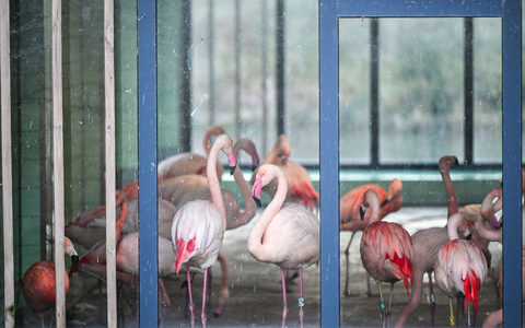 Die Flamingos im Zoo Berlin sind während der aktuellen Minusgrade in einem Stall untergebracht. Mit ihren grazilen Beinen könnten sich die Tiere an scharfkantigem Eis Verletzungen zuziehen oder ausrutschen. - Foto: Jens Kalaene/dpa