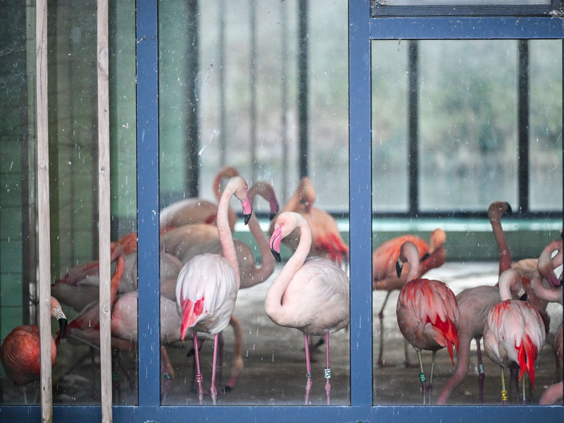Die Flamingos im Zoo Berlin sind während der aktuellen Minusgrade in einem Stall untergebracht. Mit ihren grazilen Beinen könnten sich die Tiere an scharfkantigem Eis Verletzungen zuziehen oder ausrutschen. - Foto: Jens Kalaene/dpa