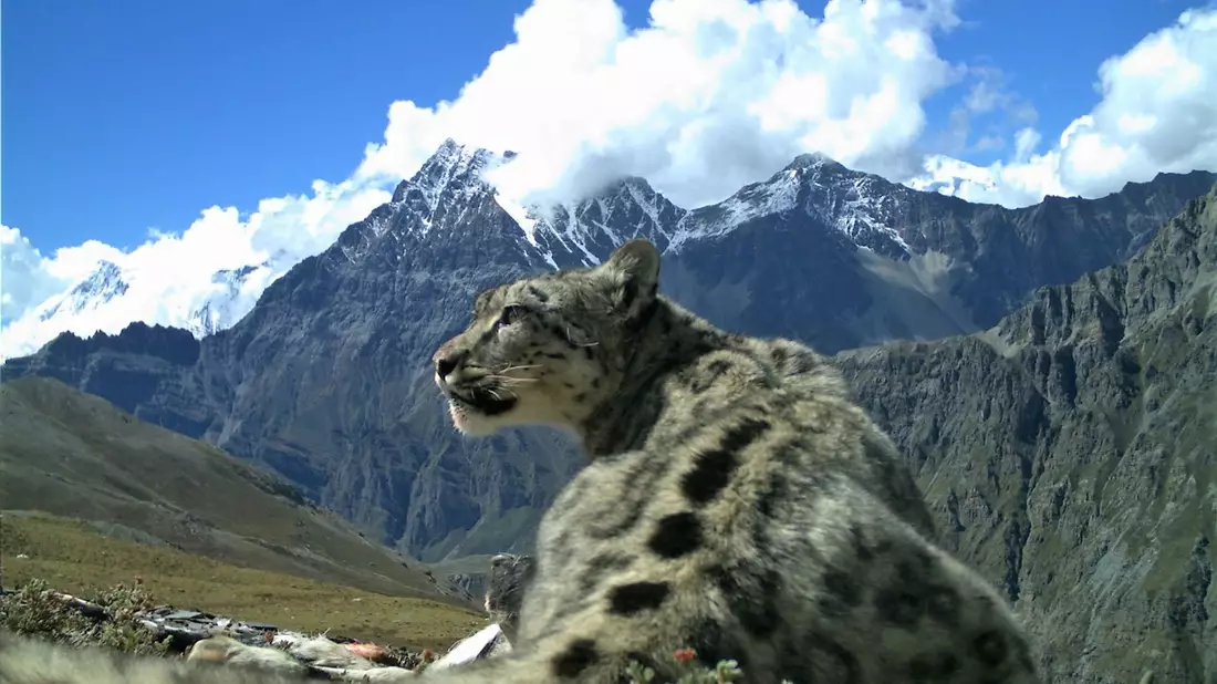 Nach Angaben der Umweltstiftung WWF gibt es noch rund 4200 bis 6400 Schneeleoparden, die im Hochgebirge Zentralasiens und des Himalayas in Freiheit leben. - Bild: Madhu Chetri/dpa