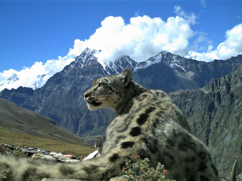 Nach Angaben der Umweltstiftung WWF gibt es noch rund 4200 bis 6400 Schneeleoparden, die im Hochgebirge Zentralasiens und des Himalayas in Freiheit leben. - Foto: Madhu Chetri/dpa