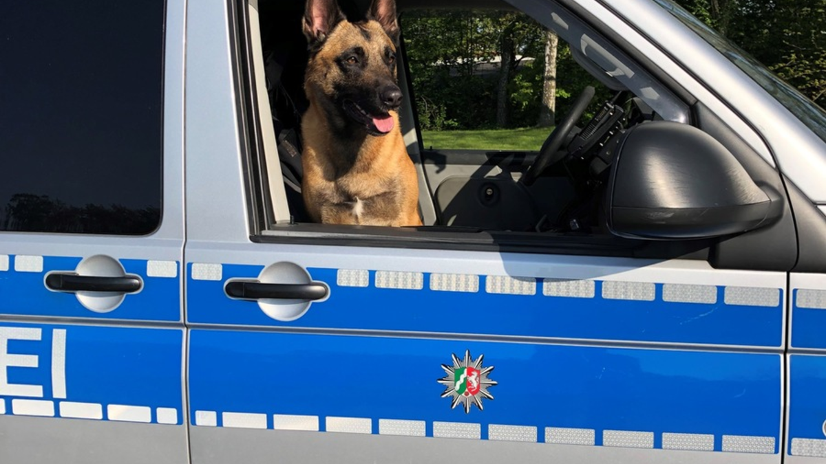 POL-E: Essen: Diensthund Krabat ertappt Katalysatordiebe auf frischer Tat - Foto: presseportal.de