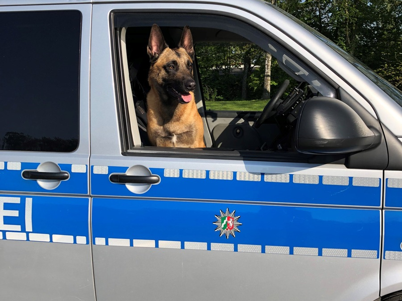 POL-E: Essen: Diensthund Krabat ertappt Katalysatordiebe auf frischer Tat - Foto: presseportal.de