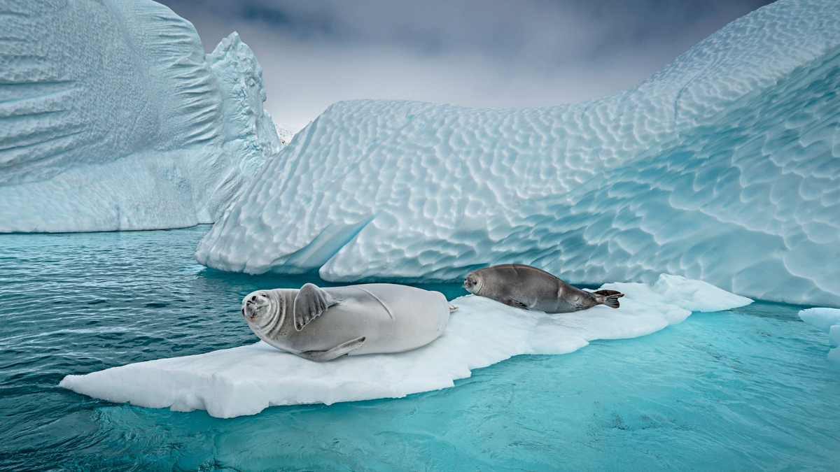 Forschern zufolge ist der Vogelgrippe-Erreger bei See-Elefanten und Seebären festgestellt worden. - Foto: Cristina Mittermeier/-/dpa