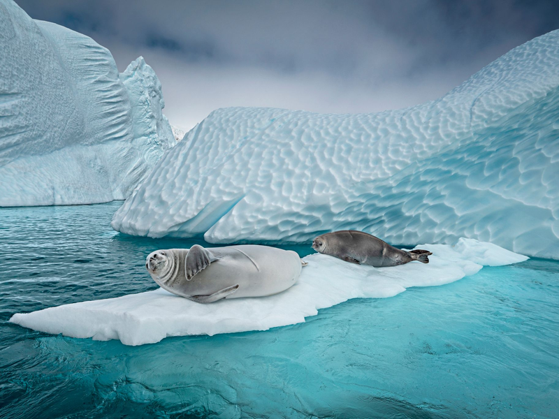 Forschern zufolge ist der Vogelgrippe-Erreger bei See-Elefanten und Seebären festgestellt worden. - Foto: Cristina Mittermeier/-/dpa