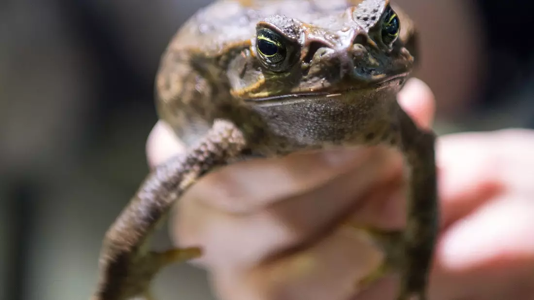 Sie sollte Schädlinge bekämpfen - jetzt wird sie selbst gejagt: Die Aga-Kröte ist in Australien eine Bedrohung für die einheimischen Tiere. - Bild: picture alliance / Monika Skolimowska/dpa