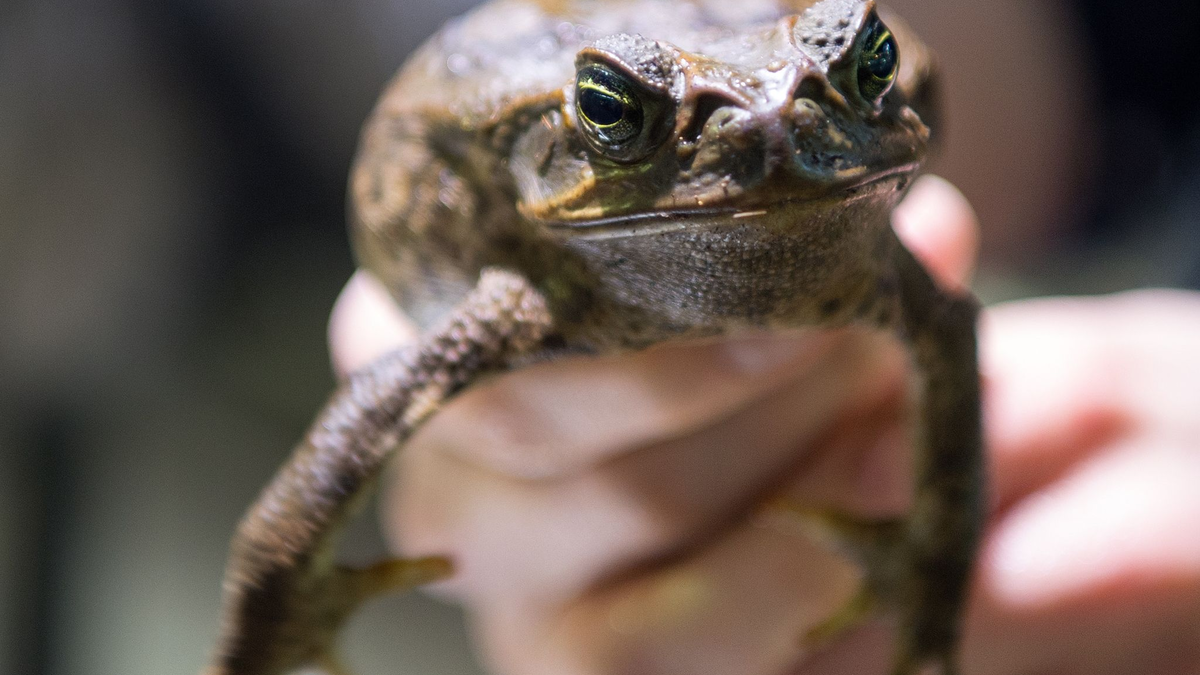 Sie sollte Schädlinge bekämpfen - jetzt wird sie selbst gejagt: Die Aga-Kröte ist in Australien eine Bedrohung für die einheimischen Tiere. - Foto: picture alliance / Monika Skolimowska/dpa