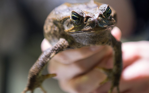 Sie sollte Schädlinge bekämpfen - jetzt wird sie selbst gejagt: Die Aga-Kröte ist in Australien eine Bedrohung für die einheimischen Tiere. - Foto: picture alliance / Monika Skolimowska/dpa