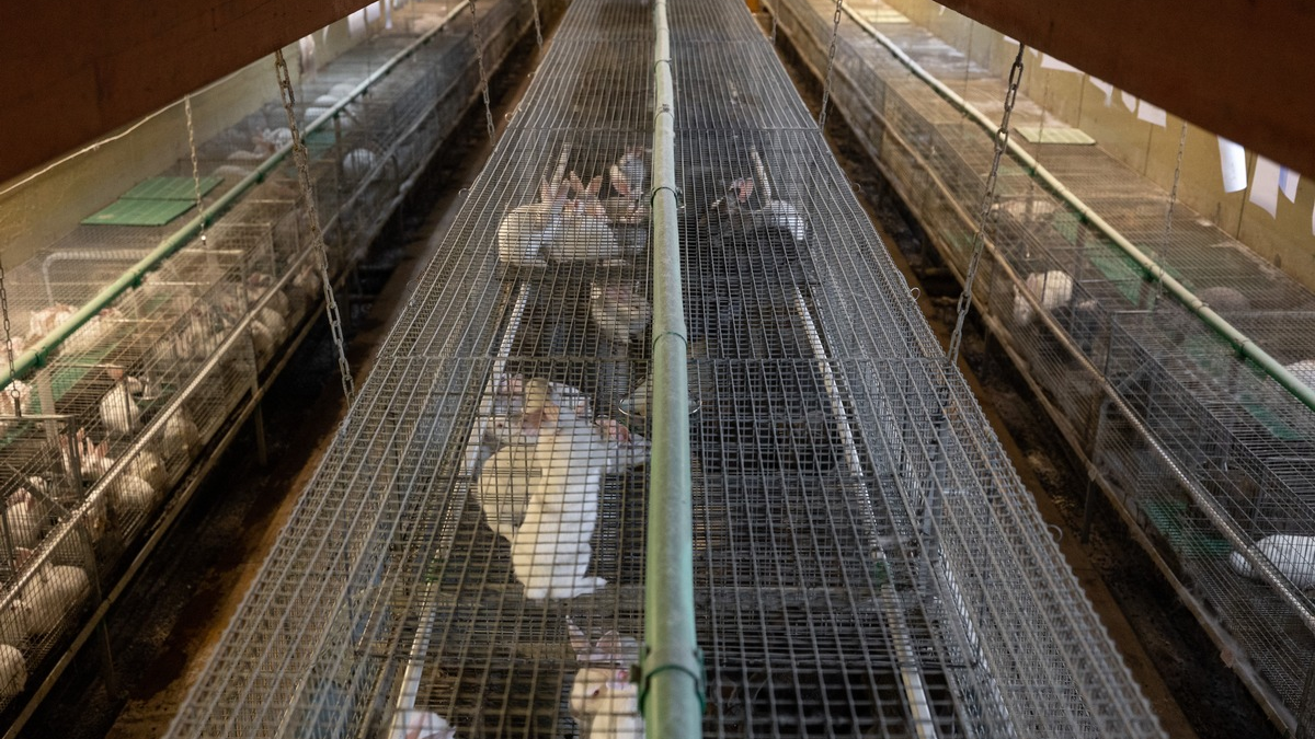 Amtsgericht Aalen erlässt Strafbefehle gegen zwei Mitarbeiter der größten Kaninchenzucht Deutschlands, Dr. Zimmermann GbR, wegen Tierquälerei - ANINOVA deckte illegale Tötung von Kaninchen auf - Foto: presseportal.de