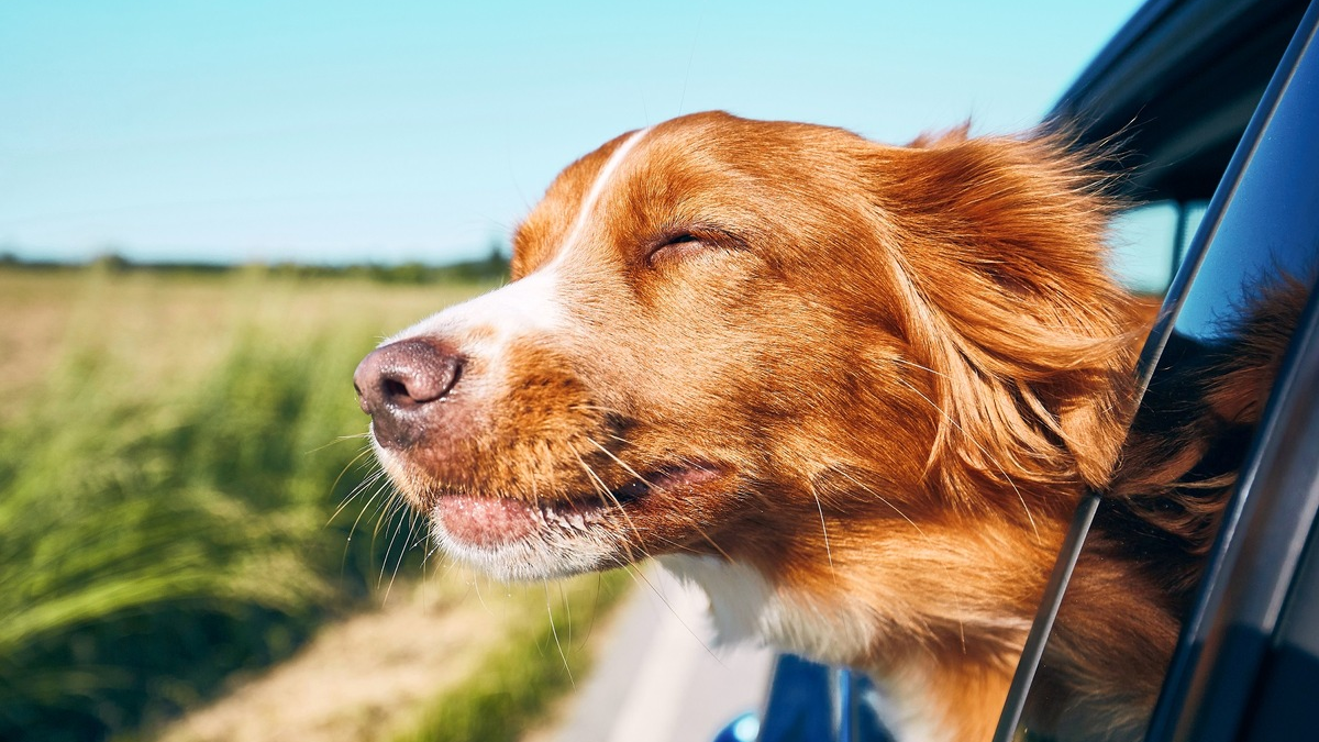 Mobility Guide: Neuer Kompass für Elektrifizierung - Foto: presseportal.de