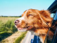 Mobility Guide: Neuer Kompass für Elektrifizierung - Foto: presseportal.de