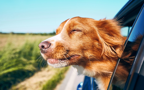 Mobility Guide: Neuer Kompass für Elektrifizierung - Foto: presseportal.de