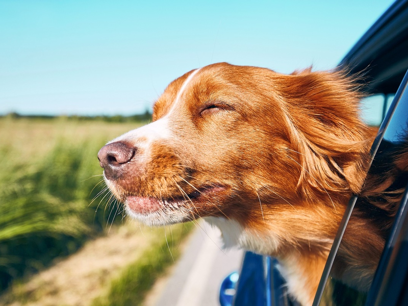 Mobility Guide: Neuer Kompass für Elektrifizierung - Foto: presseportal.de