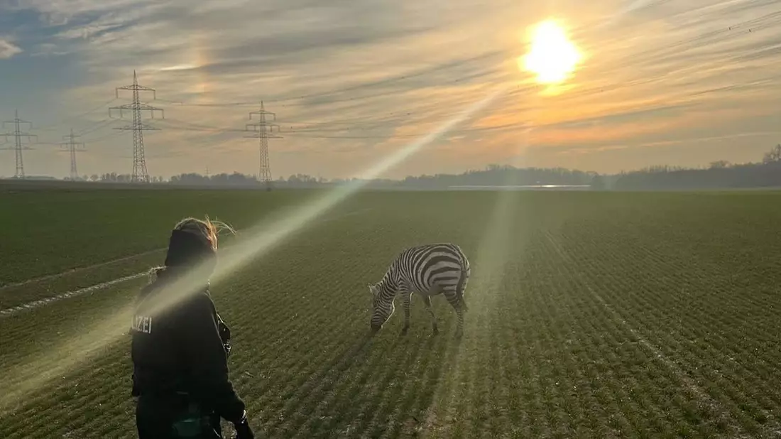 Friedlich grast das Zebra auf einem Feld in Ober-Erlenbach (Hochtaunuskreis). - Bild: -/Polizeipräsidium Mittelhessen/dpa