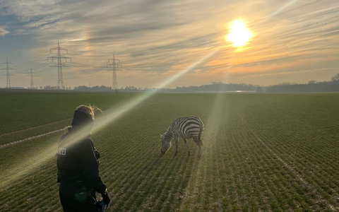 Friedlich grast das Zebra auf einem Feld in Ober-Erlenbach (Hochtaunuskreis). - Foto: -/Polizeipräsidium Mittelhessen/dpa