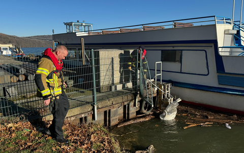FW-EN: Feuerwehr und Ordnungsamt retten verletzten Schwan - Foto: presseportal.de