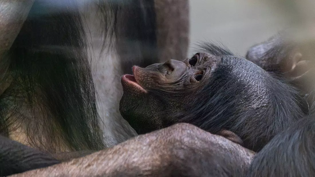 Kurz vor Weihnachten kam das Bonobo-Baby, das noch keinen Namen trägt, zur Welt. - Bild: Lisa-Marie Grimmer/Wilhelma/dpa