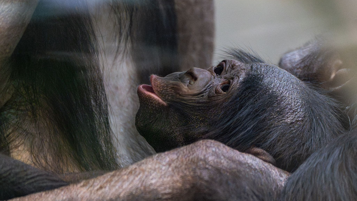 Kurz vor Weihnachten kam das Bonobo-Baby, das noch keinen Namen trägt, zur Welt. - Foto: Lisa-Marie Grimmer/Wilhelma/dpa
