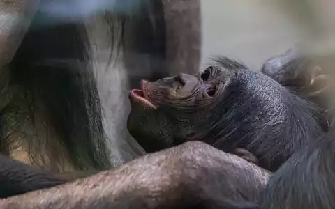 Kurz vor Weihnachten kam das Bonobo-Baby, das noch keinen Namen trägt, zur Welt. - Foto: Lisa-Marie Grimmer/Wilhelma/dpa