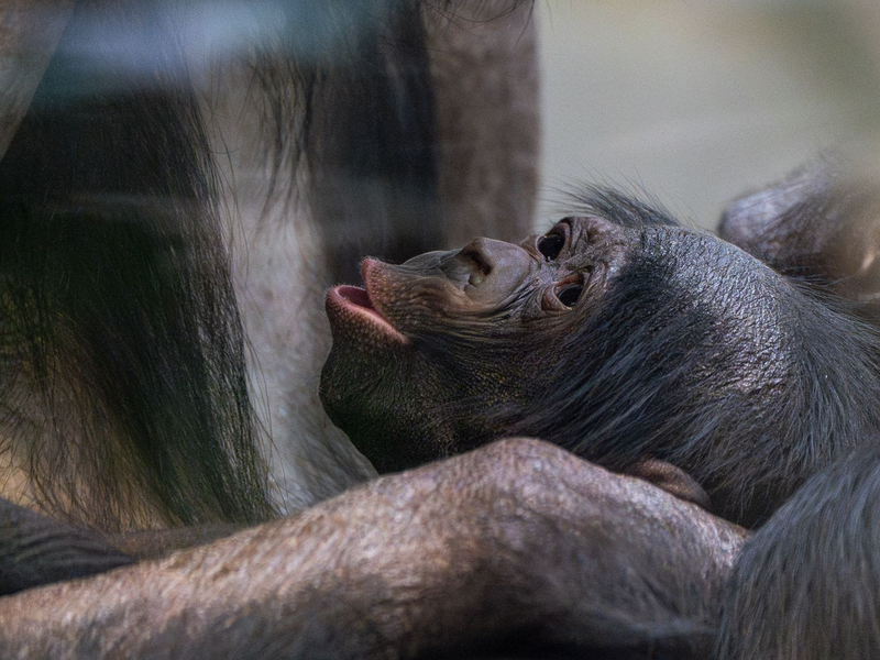 Kurz vor Weihnachten kam das Bonobo-Baby, das noch keinen Namen trägt, zur Welt. - Foto: Lisa-Marie Grimmer/Wilhelma/dpa