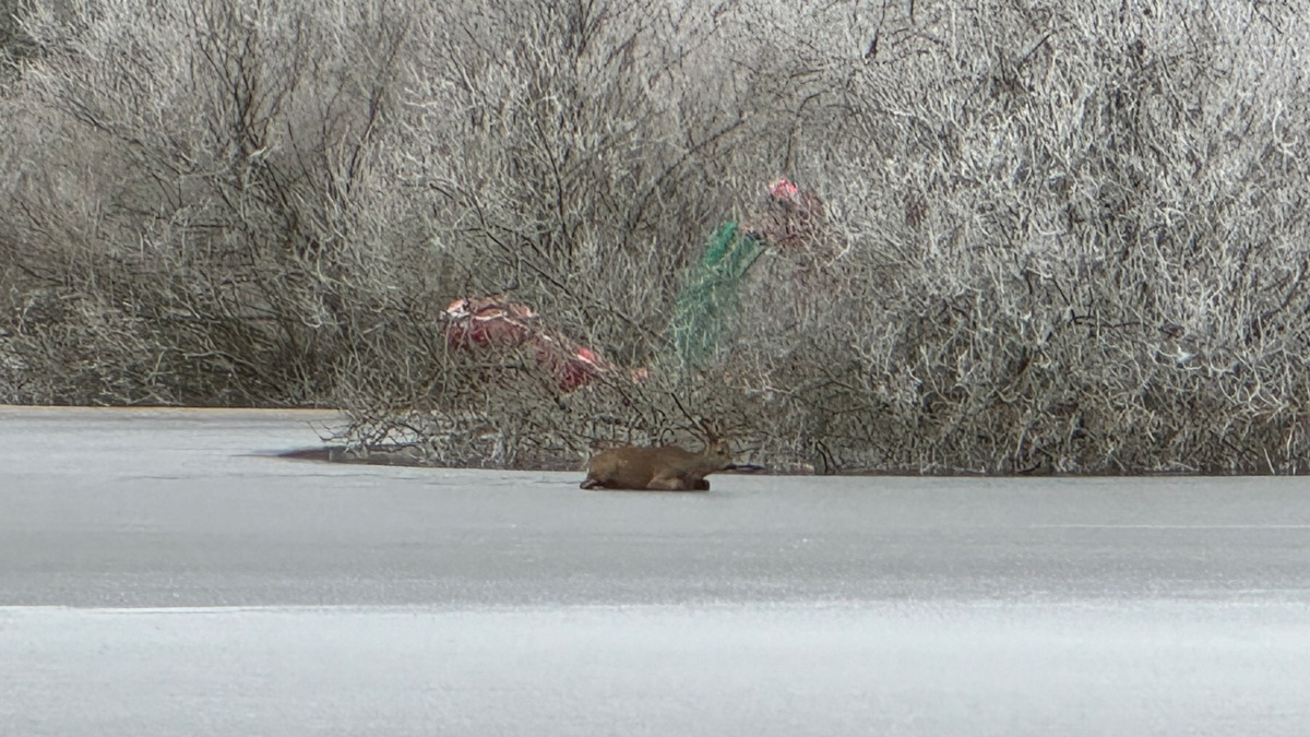 FW Lüchow-Dannenberg: +++Feuerwehr rettet Reh von Eisfläche+++Appell an die Bevölkerung: lassen Sie Wildtiere in Ruhe+++ - Foto: presseportal.de