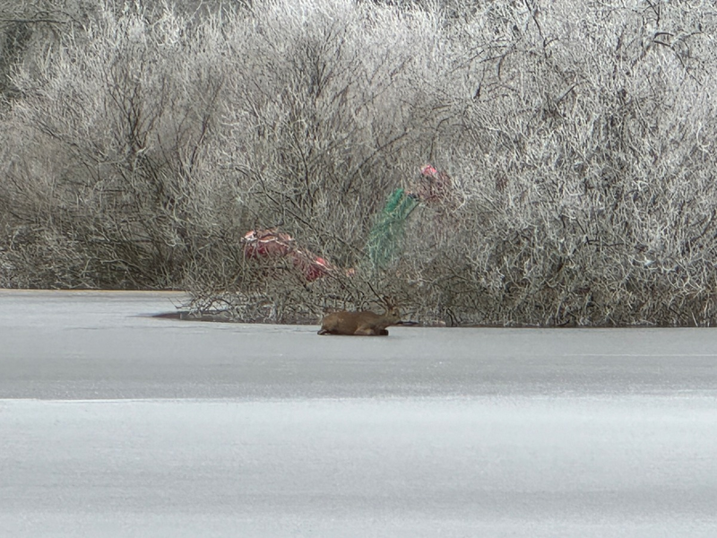 FW Lüchow-Dannenberg: +++Feuerwehr rettet Reh von Eisfläche+++Appell an die Bevölkerung: lassen Sie Wildtiere in Ruhe+++ - Foto: presseportal.de