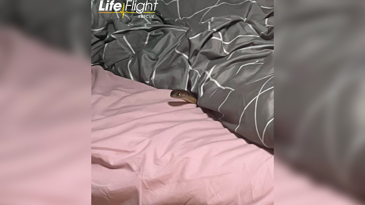 Die Östliche Braunschlange ist eine der der giftigsten Schlangen der Welt. - Foto: Racq Life Flight/RACQ LIFE FLIGHT/AAP/dpa