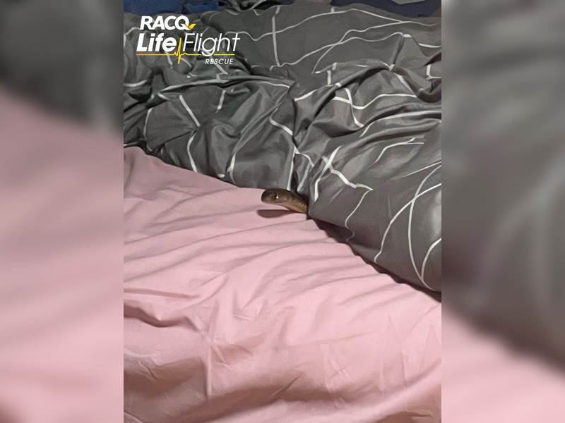 Die Östliche Braunschlange ist eine der der giftigsten Schlangen der Welt. - Foto: Racq Life Flight/RACQ LIFE FLIGHT/AAP/dpa