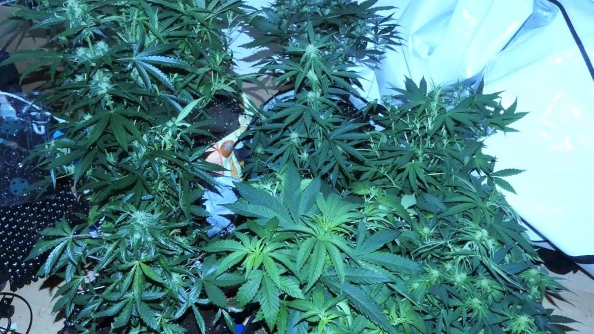 ZOLL-DD: Kugelbomben führen zu unverhofftem Drogendealer-Fang - Foto: presseportal.de