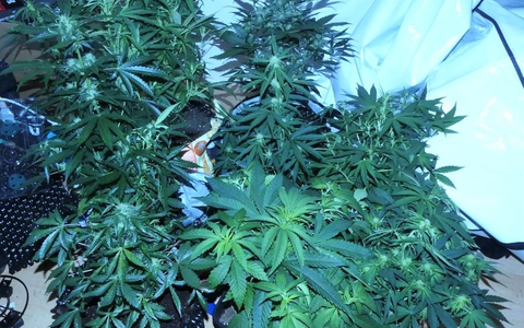 ZOLL-DD: Kugelbomben führen zu unverhofftem Drogendealer-Fang - Foto: presseportal.de