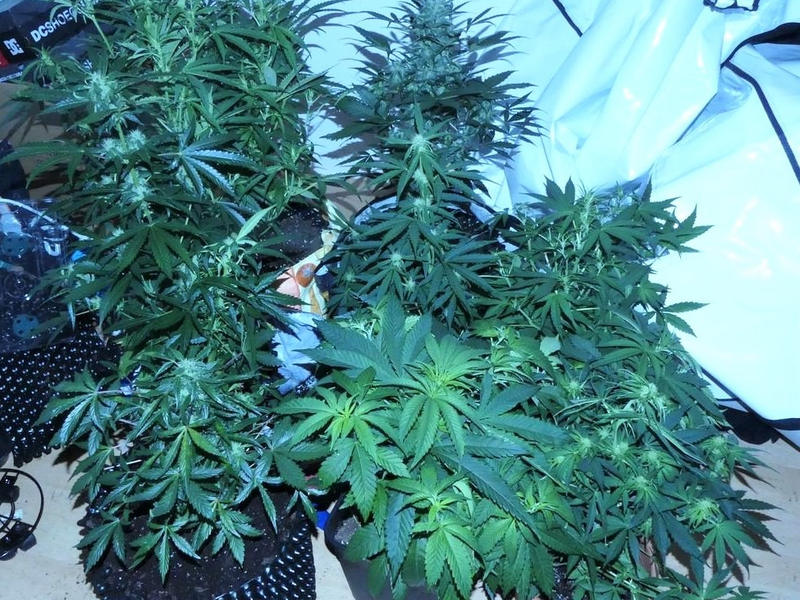 ZOLL-DD: Kugelbomben führen zu unverhofftem Drogendealer-Fang - Foto: presseportal.de