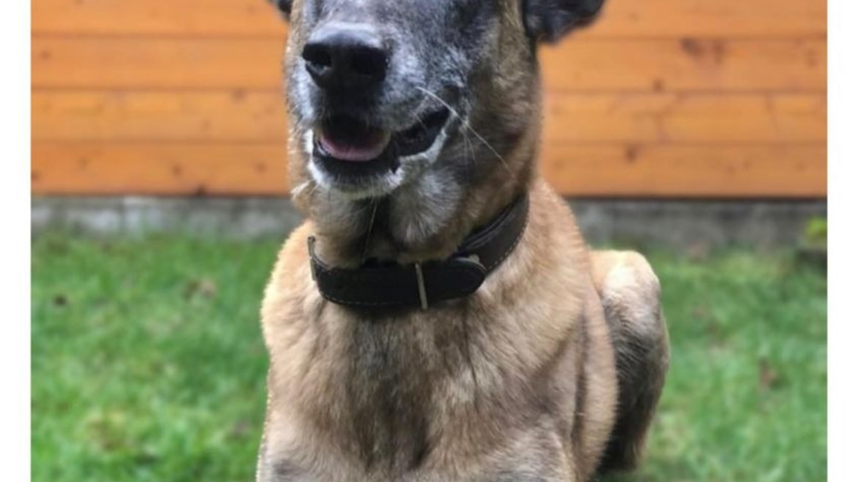 POL-EU: Diensthund Odin geht in Rente - Foto: presseportal.de