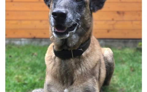 POL-EU: Diensthund Odin geht in Rente - Foto: presseportal.de