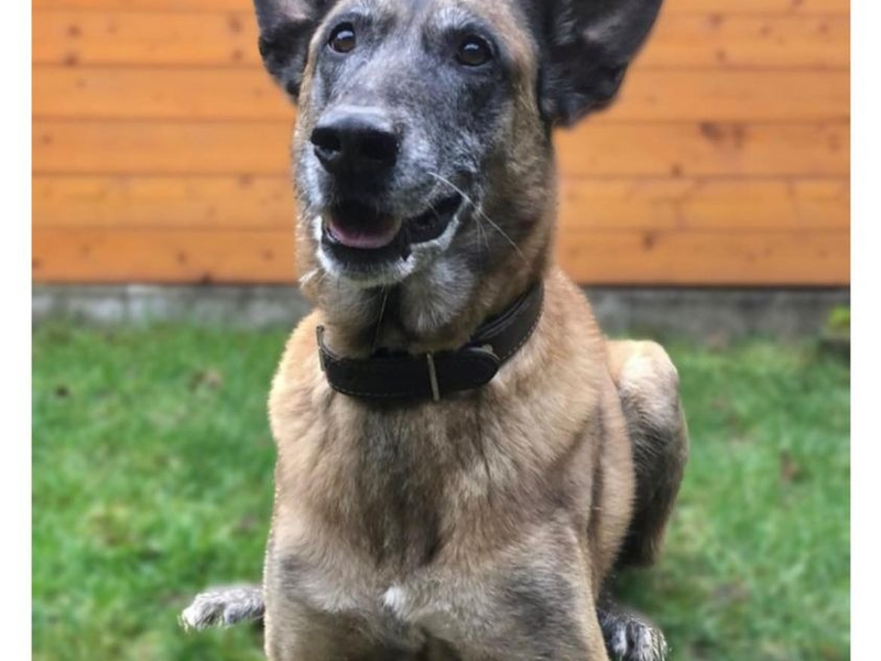 POL-EU: Diensthund Odin geht in Rente - Foto: presseportal.de