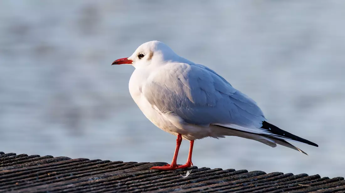 Der Ruf der Lachmöwe (Chroicocephalus ridibundus) klingt wie Gelächter, daher auch der Name. - Bild: Daniel Karmann/dpa