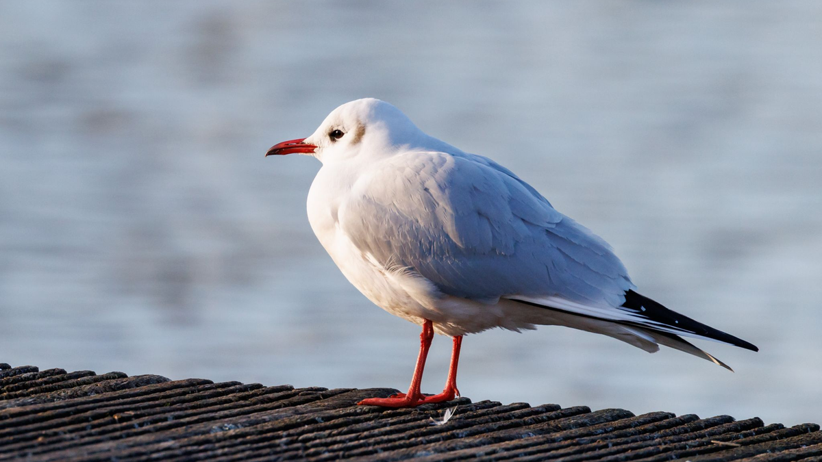 Der Ruf der Lachmöwe (Chroicocephalus ridibundus) klingt wie Gelächter, daher auch der Name. - Foto: Daniel Karmann/dpa