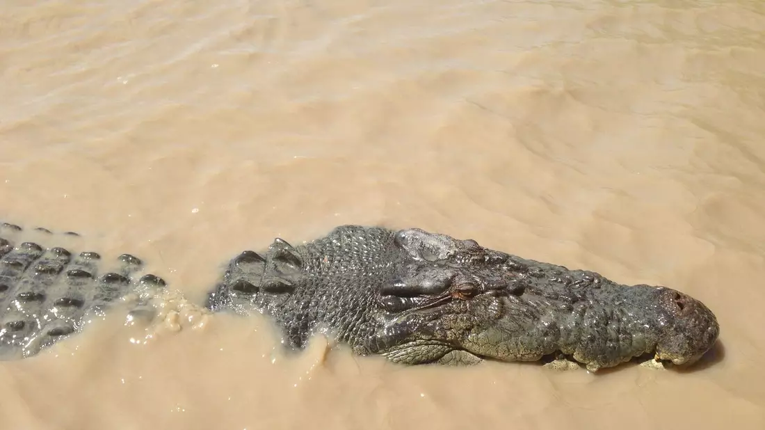 Ein Krokodil hat im Norden von Australien ein Kind attackiert. - Bild: Neda Vanovac/AAP/EPA/dpa