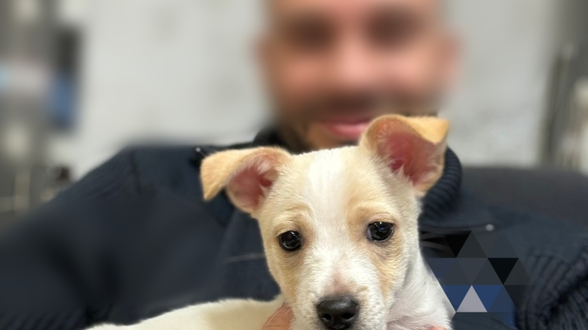 POL-PPRP: Welpe gefunden - Foto: presseportal.de